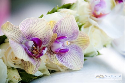 Фотограф Карина Филип

Fotograf